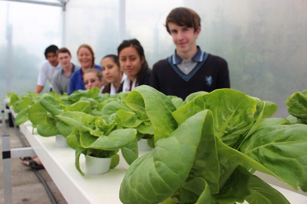 2014-horticulture-lettuces