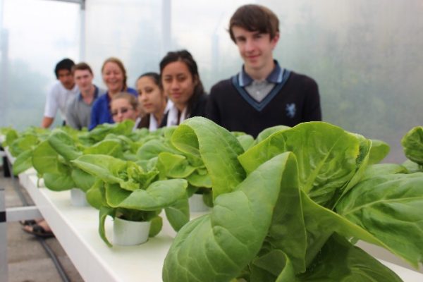 2014-horticulture-lettuces