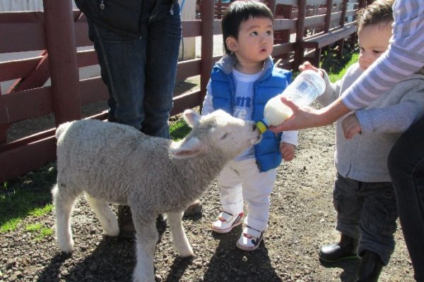The farm also provides tours for pre-school, primary and community groups.