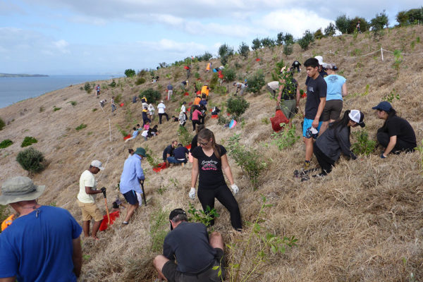 Motutapu-tree-planting-2-copy